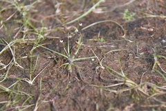 Subularia aquatica