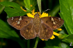 Celaenorrhinus fusca