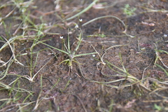 Subularia aquatica