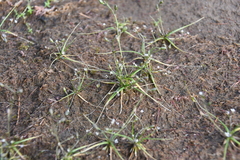 Subularia aquatica