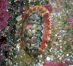 Onithochiton quercinus