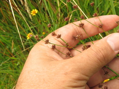 Juncus microcephalus