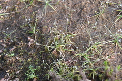 Subularia aquatica
