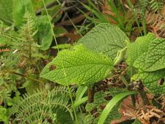 Piper artanthe