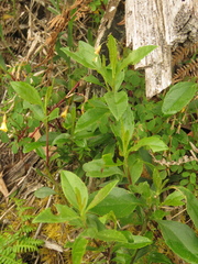 Baccharis prunifolia