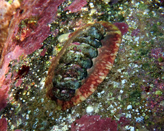 Onithochiton quercinus