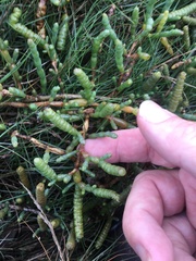 Tecticornia indica
