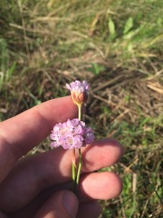 Armeria maritima elongata