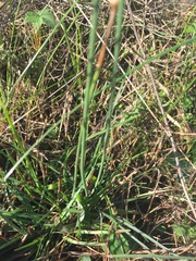 Armeria maritima elongata