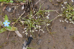 Subularia aquatica