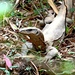 Varanus bengalensis bengalensis - Photo (c) Rison Thumboor, algunos derechos reservados (CC BY)