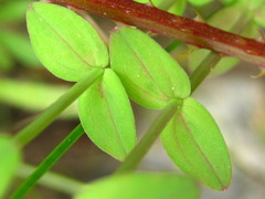 Hypericum japonicum