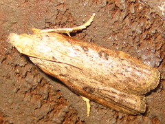 Lamoria glaucalis