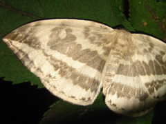 Cyclidia substigmaria