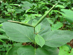 Vincetoxicum ascyrifolium