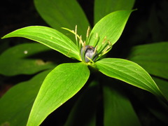 Paris verticillata