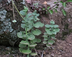 Crassula cordata