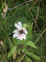 Microbotryum lychnidis-dioicae