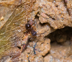 Pristomyrmex