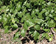 Toxicodendron radicans