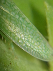 Reticana