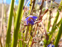 Dianella brevicaulis
