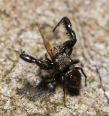 Harmochirus insulanus