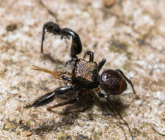 Harmochirus insulanus