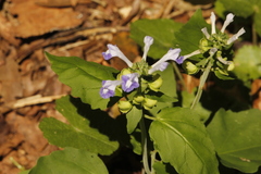 Scutellaria uliginosa