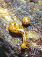 Willkommlangea reticulata