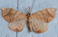 Eulithis diversilineata