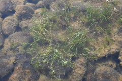 Callitriche hermaphroditica