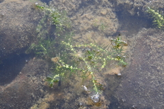 Callitriche hermaphroditica