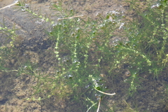 Callitriche hermaphroditica