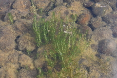 Callitriche hermaphroditica