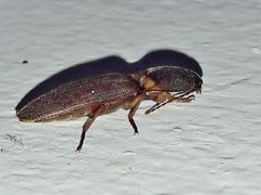 Conoderus partitus