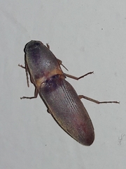 Conoderus partitus