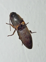Conoderus partitus