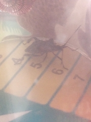 Leptoglossus occidentalis