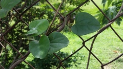 Smilax aristolochiifolia