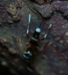 Goryphus basilaris