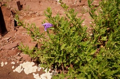 Dracocephalum peregrinum