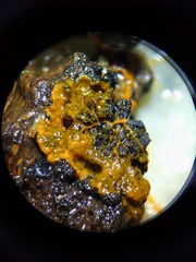 Willkommlangea reticulata