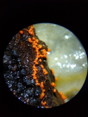 Willkommlangea reticulata