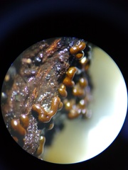 Willkommlangea reticulata