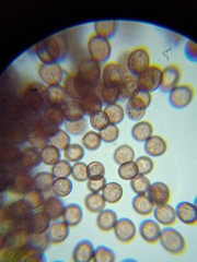 Willkommlangea reticulata