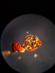 Willkommlangea reticulata