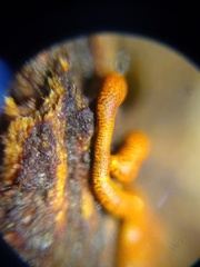 Willkommlangea reticulata