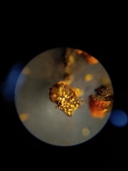 Willkommlangea reticulata