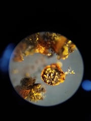 Willkommlangea reticulata